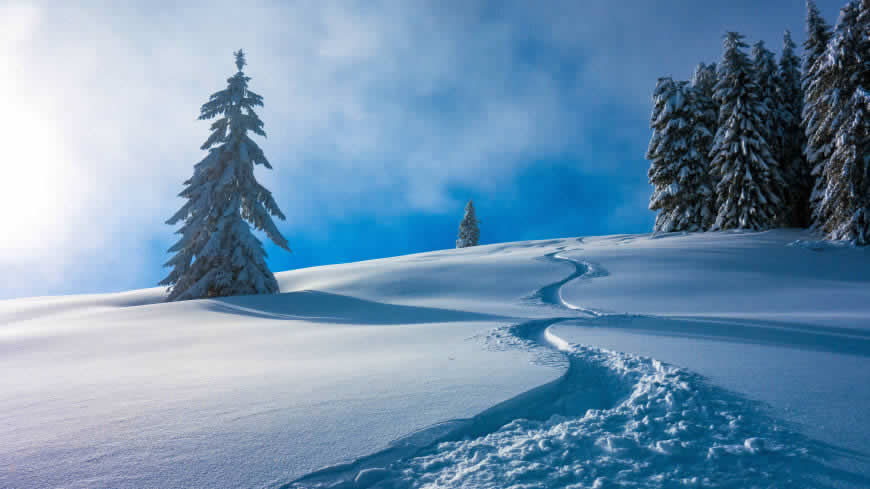 冬天 雪景 树木高清壁纸图片 5120x2880