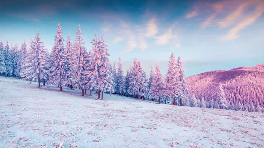 冬天 雪景 雪 森林高清壁纸图片 5120x2880