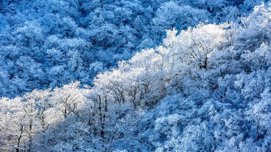 银装素裹的森林雪景高清壁纸图片 5120x2880