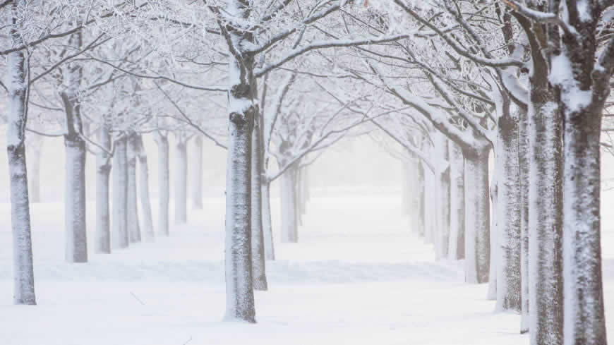 冬天的树林雪景高清壁纸图片 3840x2160