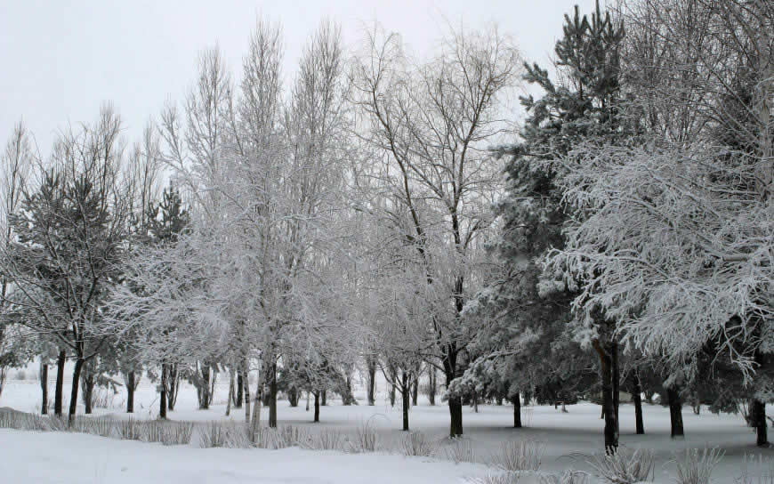 树林雪景高清壁纸图片 1920x1200