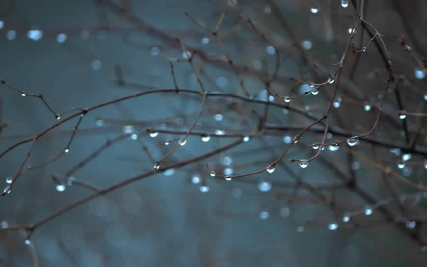 唯美植物雨滴风景高清壁纸图片 1920x1200