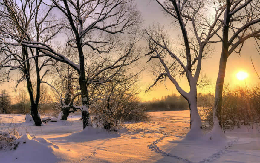 冬天的雪地阳光树林高清壁纸图片 1920x1200