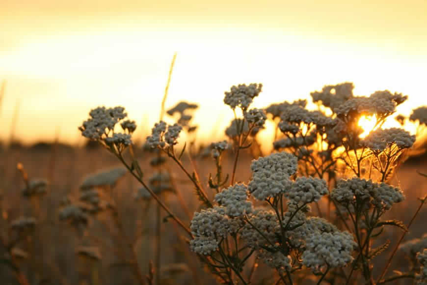 夕阳下的植物高清壁纸图片 3888x2592