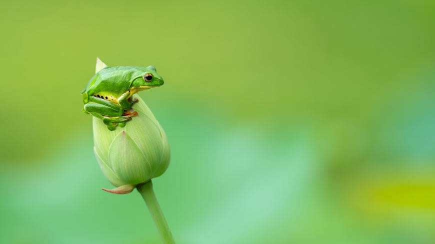 荷花上的青蛙高清壁纸图片 3840x2160