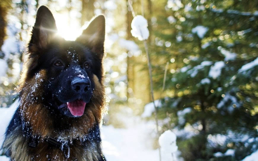 雪林里的黑色猎犬高清壁纸图片 2560x1600