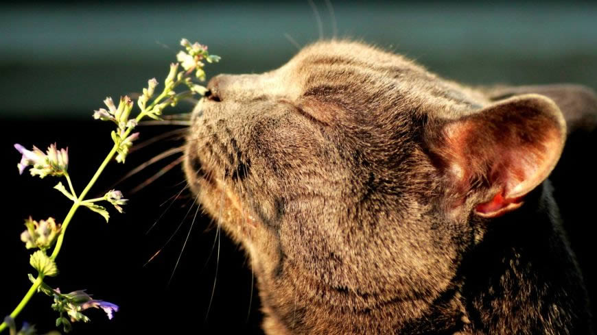 闻草味儿的猫高清壁纸图片 1920x1080