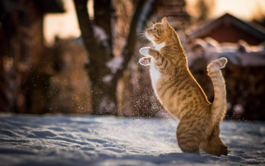 雪地上前腿离地站立的小猫高清壁纸图片 1920x1200