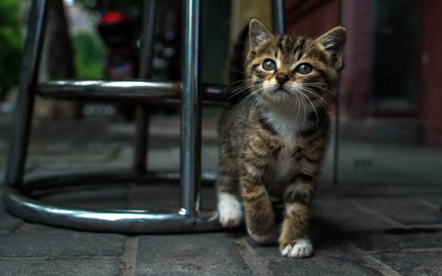 椅子旁的条纹小猫高清壁纸图片 1680x1050