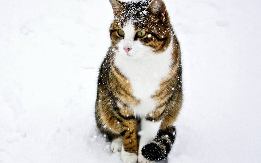 雪地上玩耍的猫咪高清壁纸图片 2560x1600