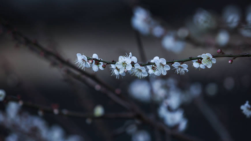 白梅花高清壁纸图片 2560x1440