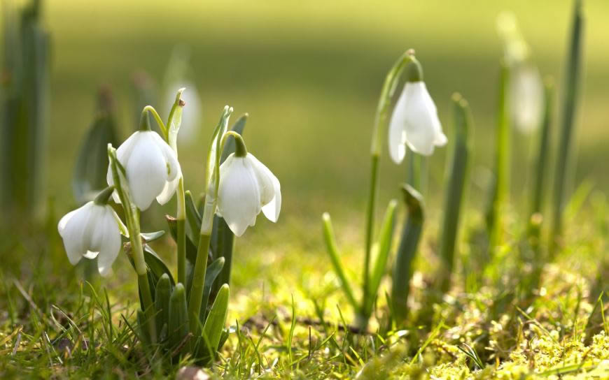 雪花莲高清壁纸图片 2560x1600