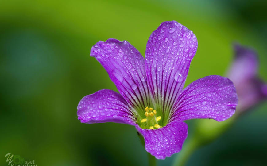 带水珠的花朵高清壁纸图片 1280x800