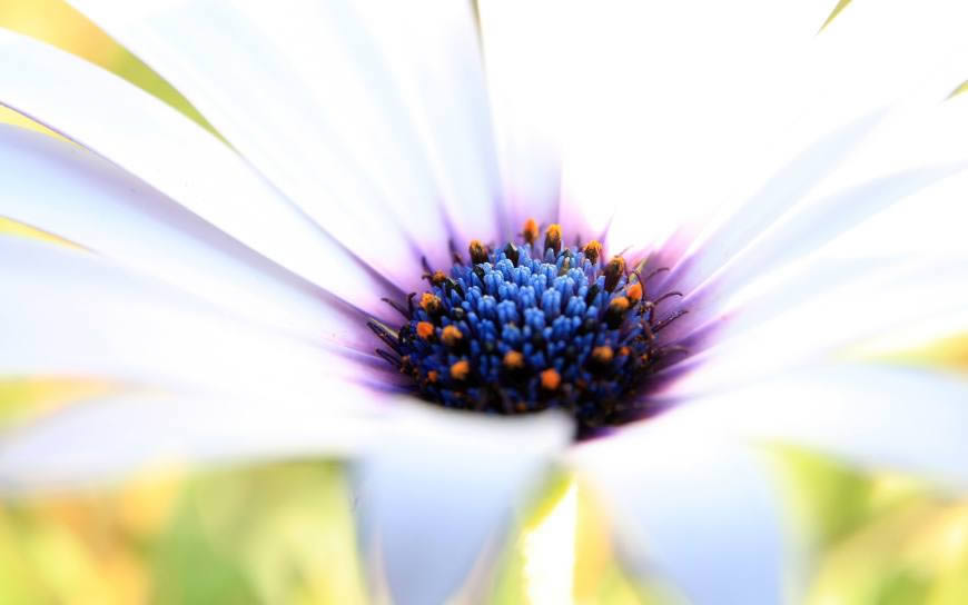 蓝色花蕊花朵高清壁纸图片 2560x1600