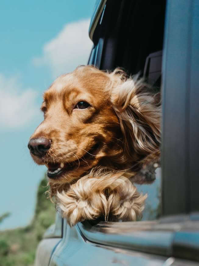 头伸出车窗外的金毛犬高清壁纸图片 3369x4492