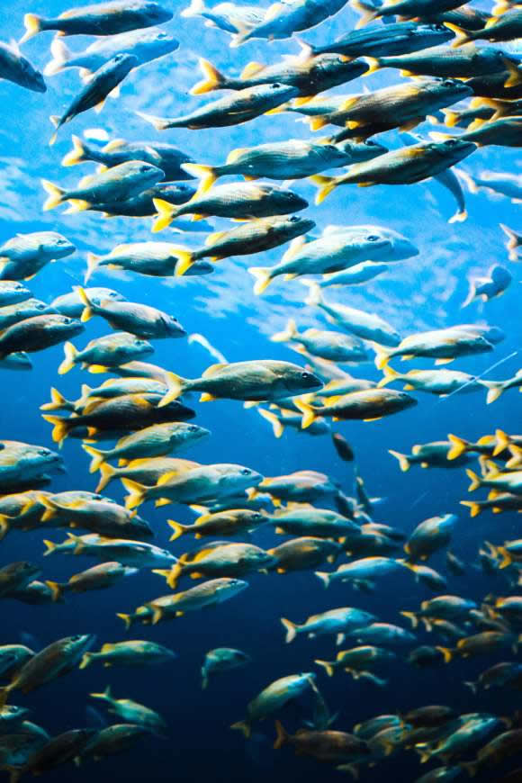 海水里的鱼群 高清手机壁纸图片(3456x5184)