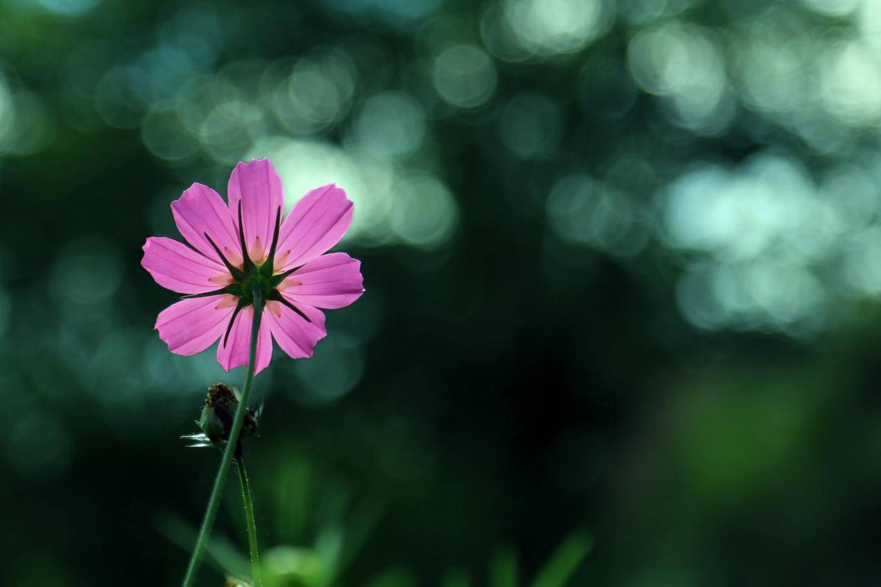 格桑花4k壁纸