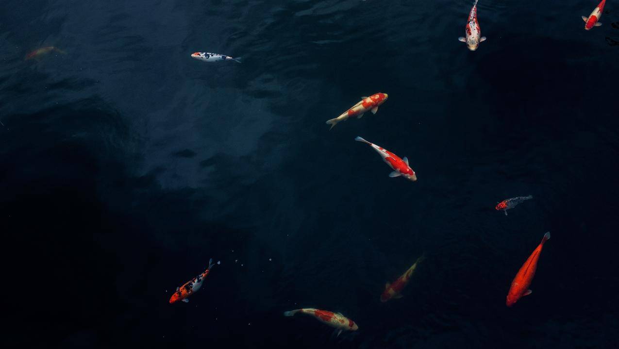 锦鲤,池塘,鲤鱼,4K图片